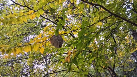 Wasp Nest