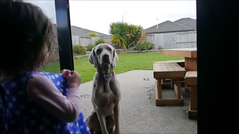 How to make a dog sit