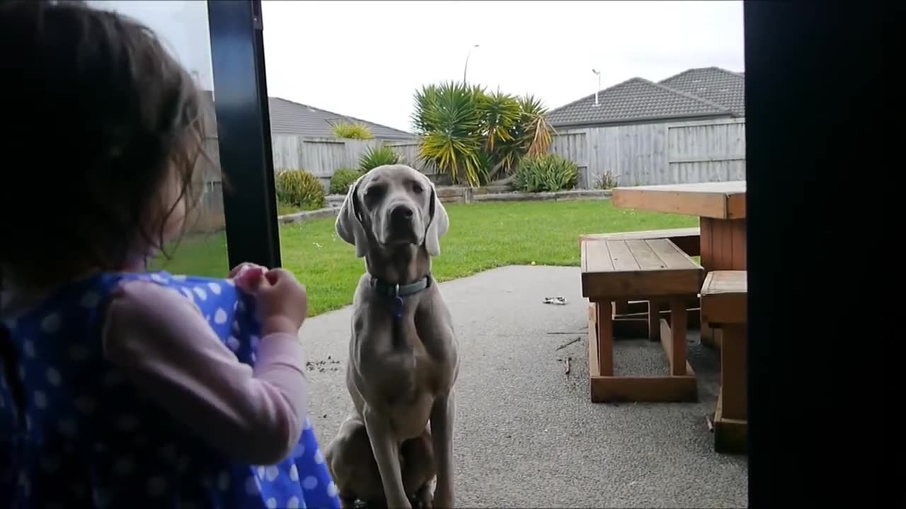How to make a dog sit