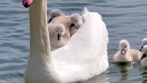 Mommy swan carrying her babies.. 😊