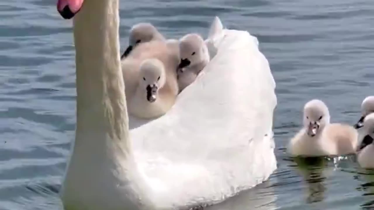 Mommy swan carrying her babies.. 😊