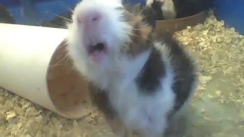 White, black and brown Peruvian guinea pig wants to be filmed [Nature & Animals]