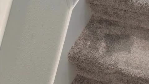 Cute Precious Piper is at the Top of the Stairs - Adopting a Cat from a Shelter Vlog #shorts