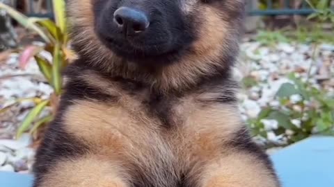 Cute puppy