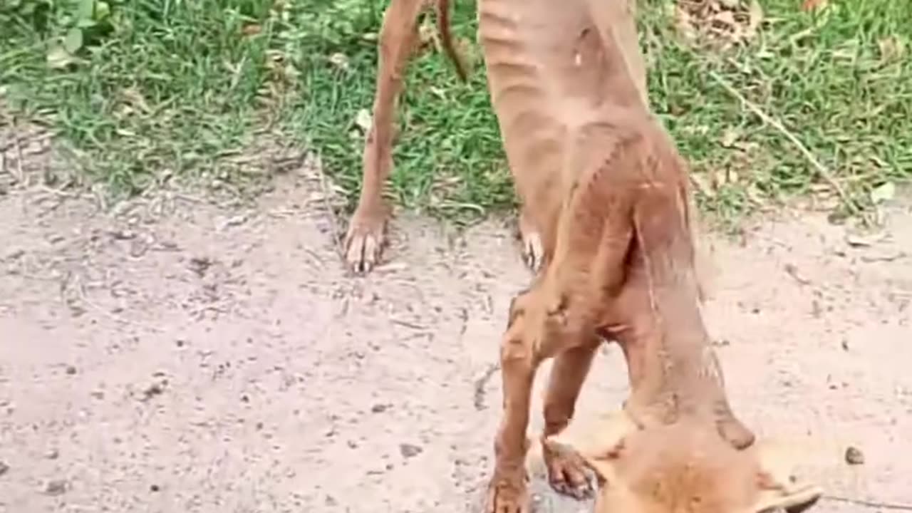 Comedy video