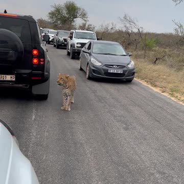 Leopard walking down the road
