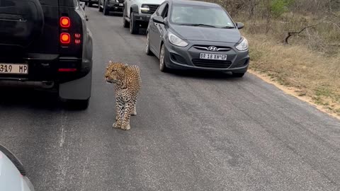 Leopard walking down the road