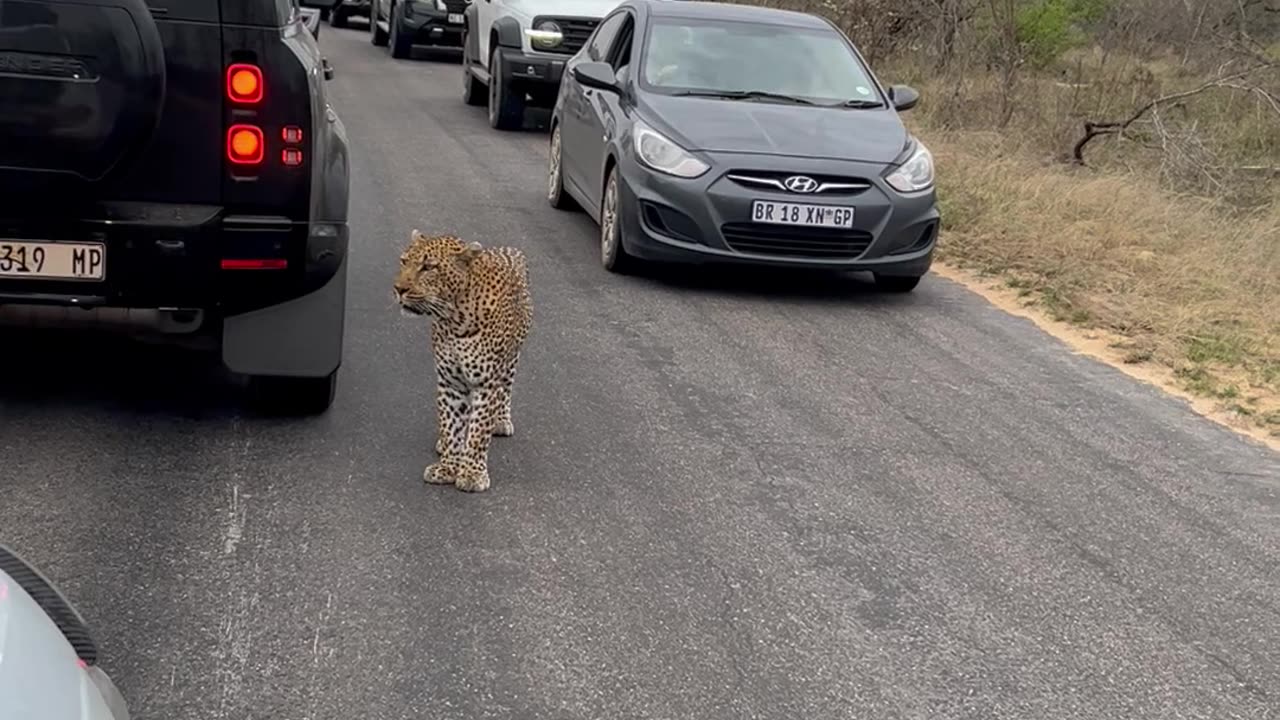 Leopard walking down the road