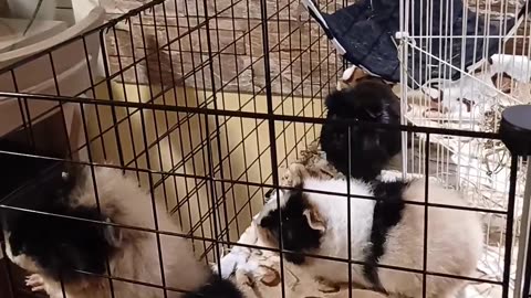 Happy, hungry, guinea pigs