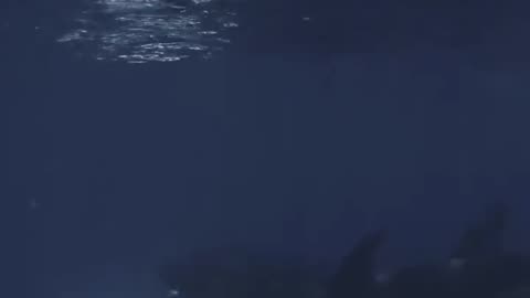 🔥🦈 Orca Trains Her Calf to Hunt Using a Live Mako Shark! | FeedMyCuriosity