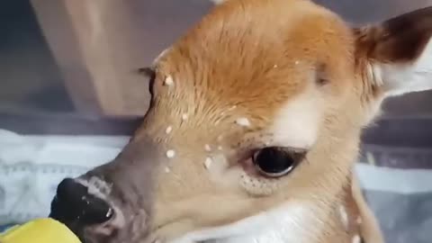 This woman rescued a baby deer that was trapped under her car and then