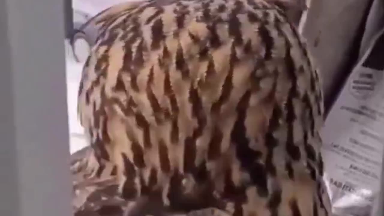 How cute are they! 😍