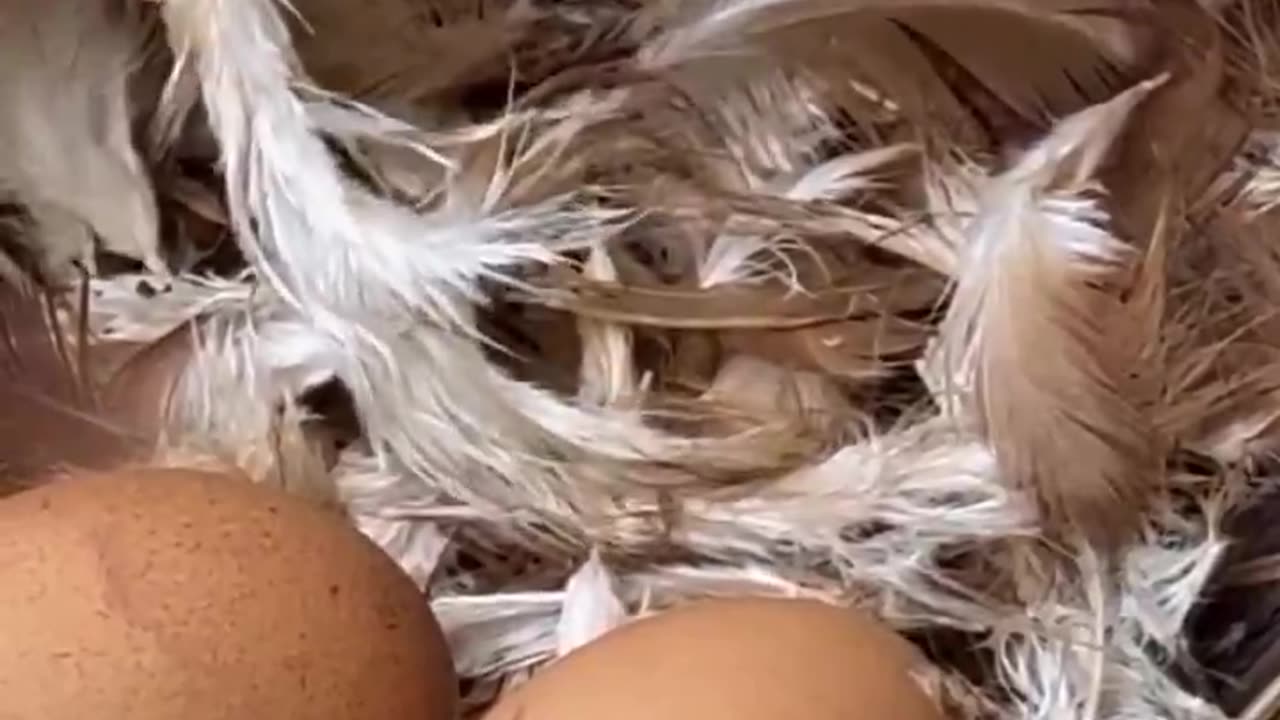 Laying Eggs