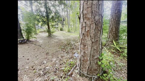 Removing trees from a property we bought