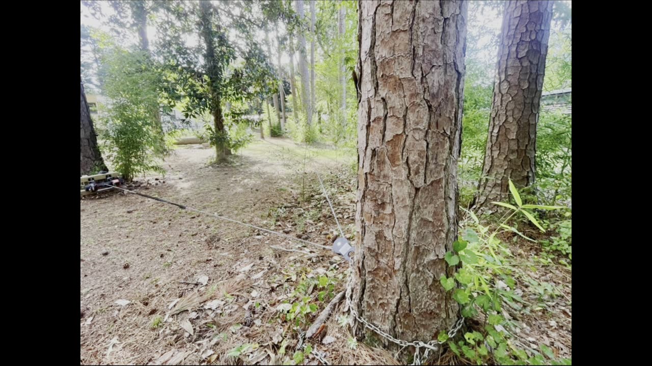 Removing trees from a property we bought