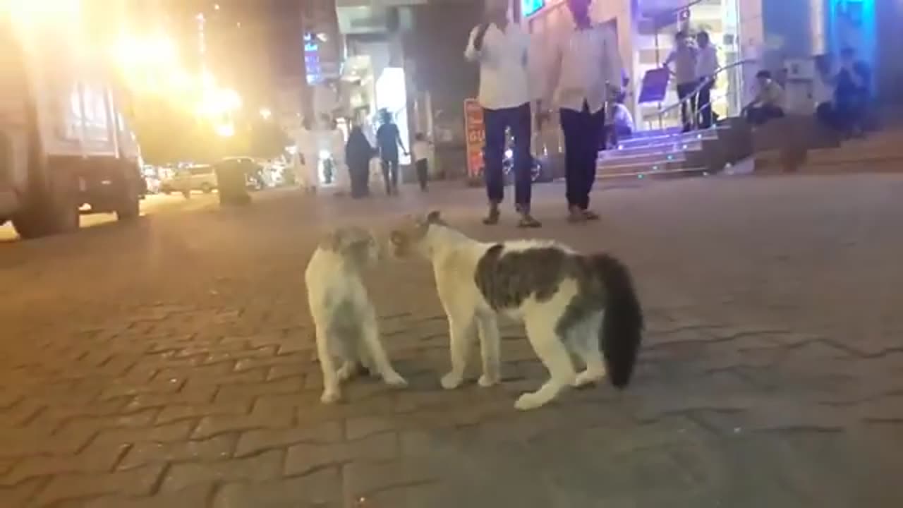 Catfight Frenzy: When Harassment Sparks a Fierce Feline War! 🐱🔥😱