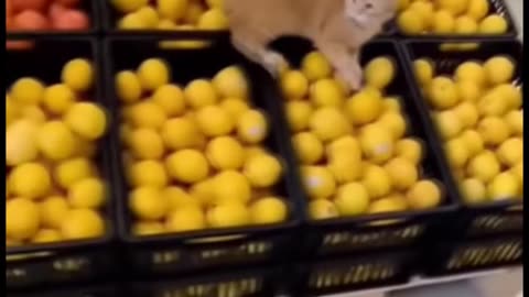 Go on 🐱Take the Money 🐟 and Run 🐈