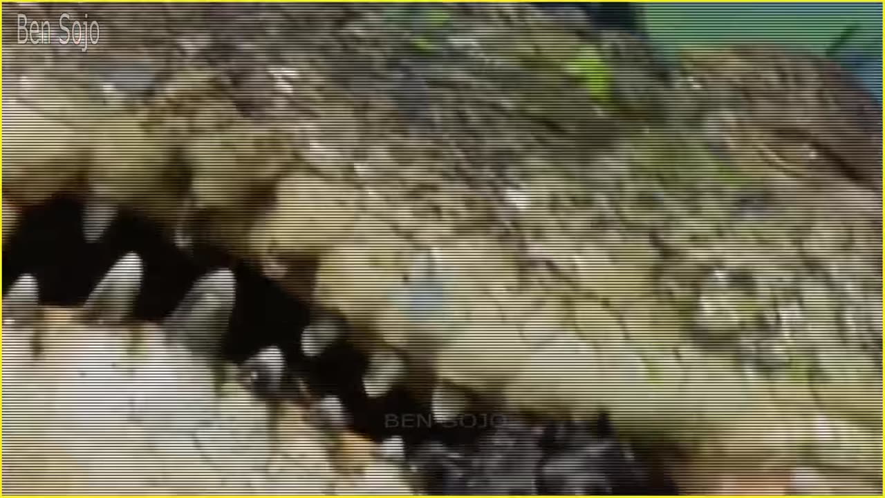 When Crocodiles Messed with the Wrong Opponent!