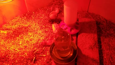 A little peek at the earliest days of our chicken brooder. | #SparklegleamFarm #Homestead
