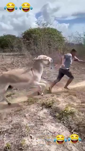 Try Not To Laugh Challenge 🤣🤣🤣