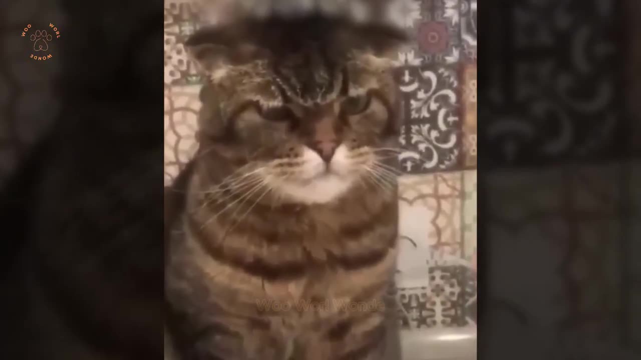 Pets Being Goofy for 10 Minutes