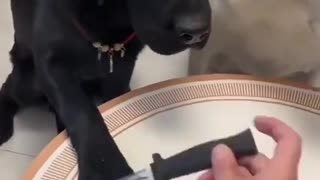 🤣🙌 Watch Him Nail It Like a Pro! I Can Do That | FunFM