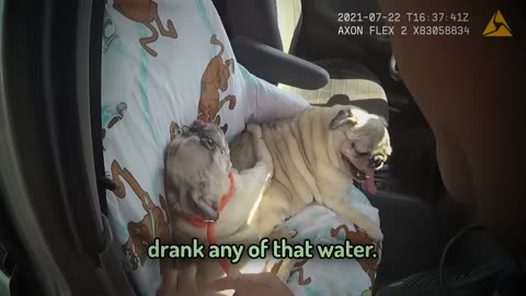 Dog Saved by Cops 😱 | Evil Owner Stopped by Real Life Heroes 🚔