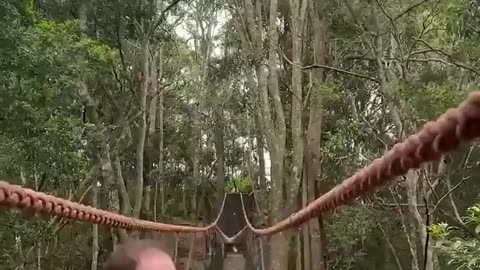 🧗‍♂️✨ Gibbon Swinging Over Family - Nature's Acrobat! | FeedMyCuriosity
