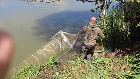 Whitebaiting NZ