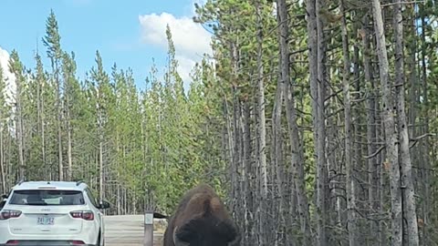 Yellowstone Visitors Have Close Encounter With a Bison