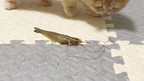 "A little cute cat that wants to eat shrimp but is afraid of shrimp" "So funny" or "Too amusing"
