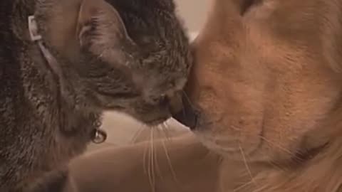 Pets That Will Make You Laugh/ Hilarious Pet/ Cutest Moments Ever 😂🐶 #Shorts