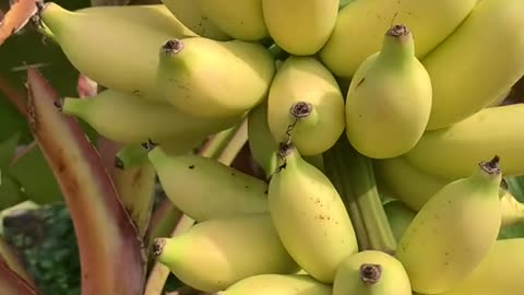 "The Lifecycle of a Banana Tree: From Seedling to Harvest"