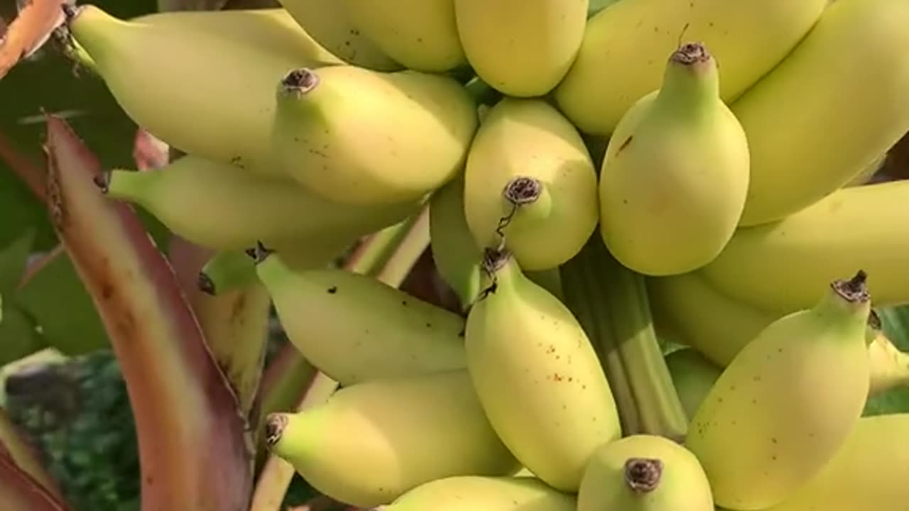 "The Lifecycle of a Banana Tree: From Seedling to Harvest"