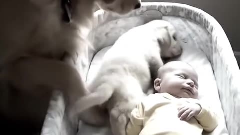When a Dog’s Love Is Pure 🥹🐾 Baby and Puppy Nap Time