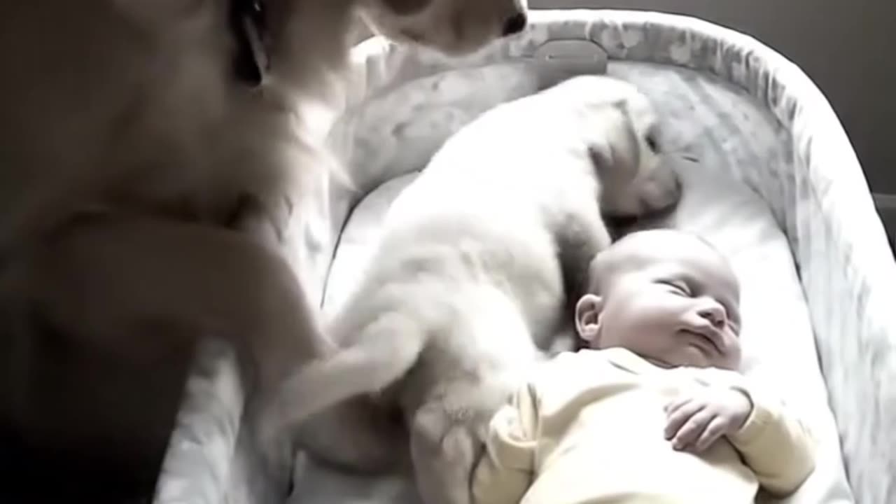 When a Dog’s Love Is Pure 🥹🐾 Baby and Puppy Nap Time
