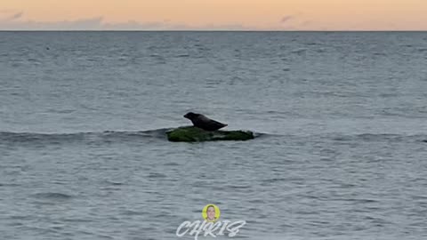 SEAL WATCHING!