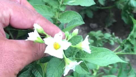 Potato plants