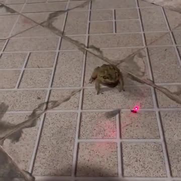 Airstrike with a frog
