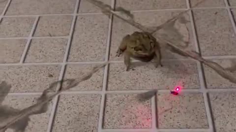 Airstrike with a frog