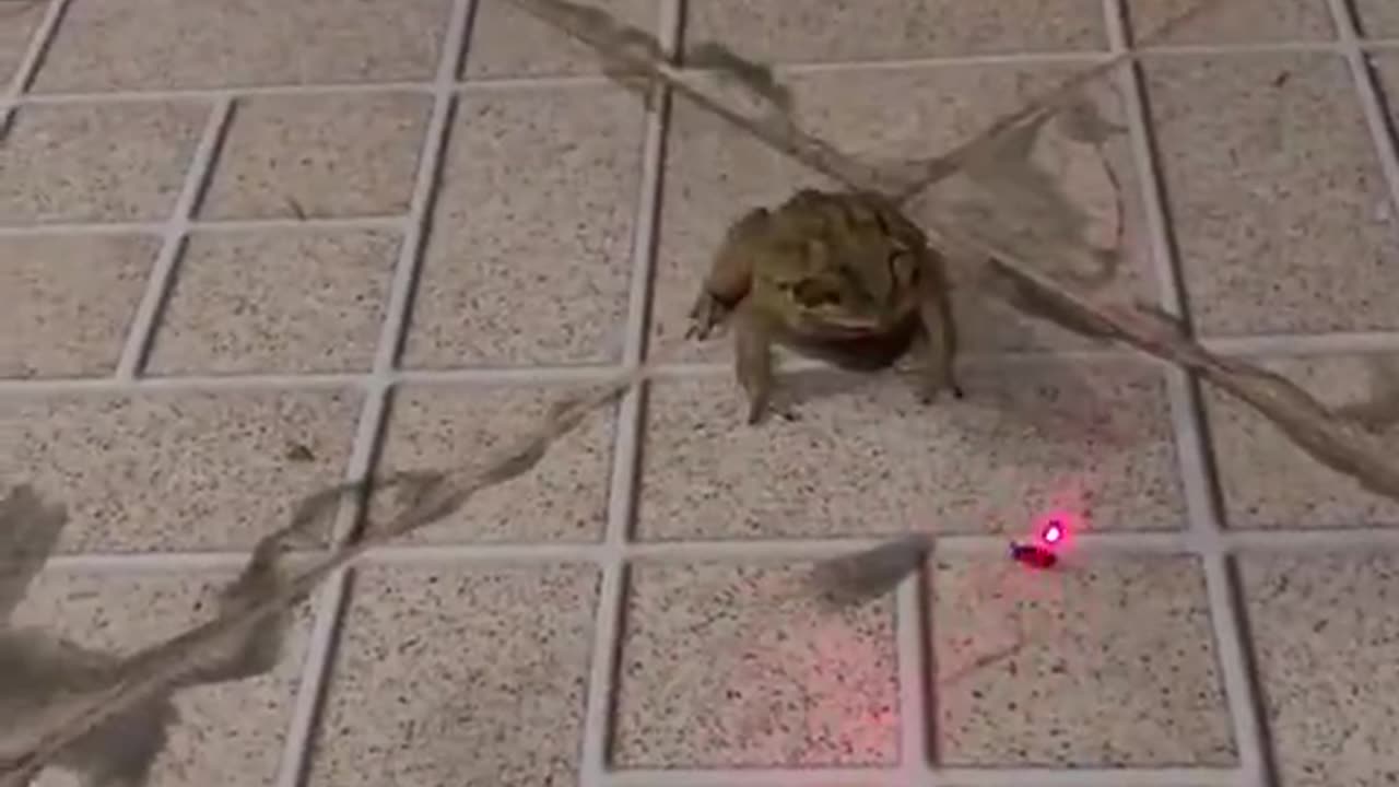 Airstrike with a frog