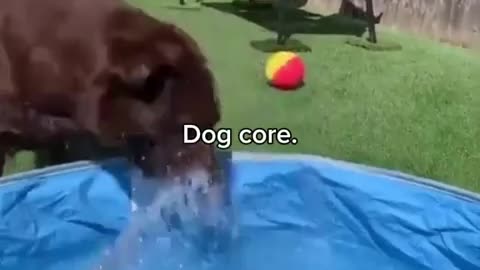 😂🐶 The Funniest Dog Moment You'll See All Day! | FunFM