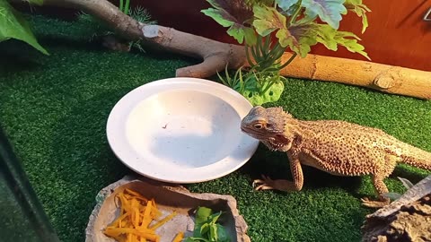 Can Bearded Dragons Eat Turkistan Roaches? (Yes)