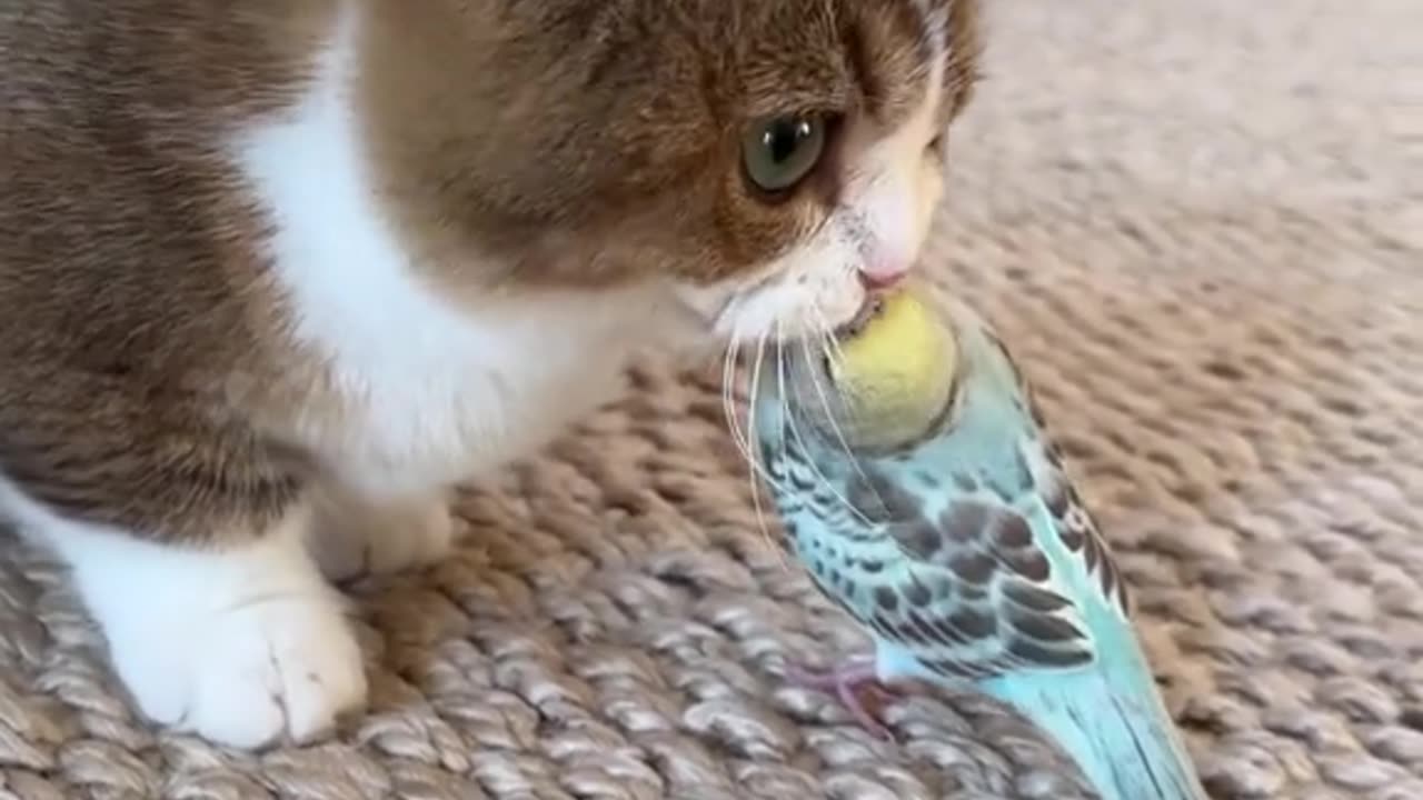 Cat and birds video, motivation, forypu, goviral