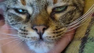 😂🐾 Animal Magic! She Ascended to Another Dimension | FunFM