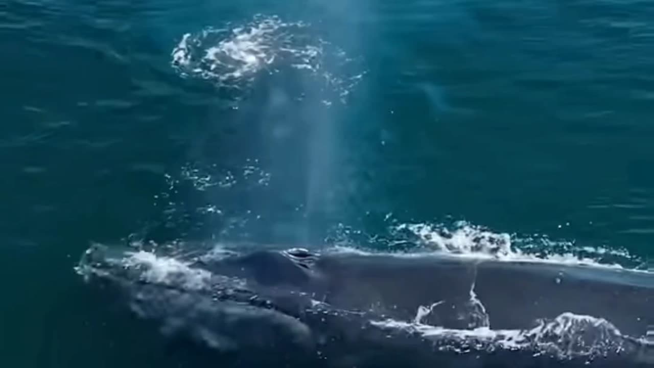 An encounter with sea giants