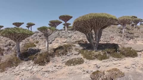 Tourists stranded on remote Yemeni island after Saudi-UAE rift