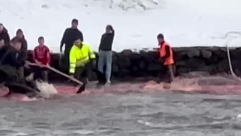 Danish Faroe Islands - About 50 Pilot whales killed in sadistic Bloodsport