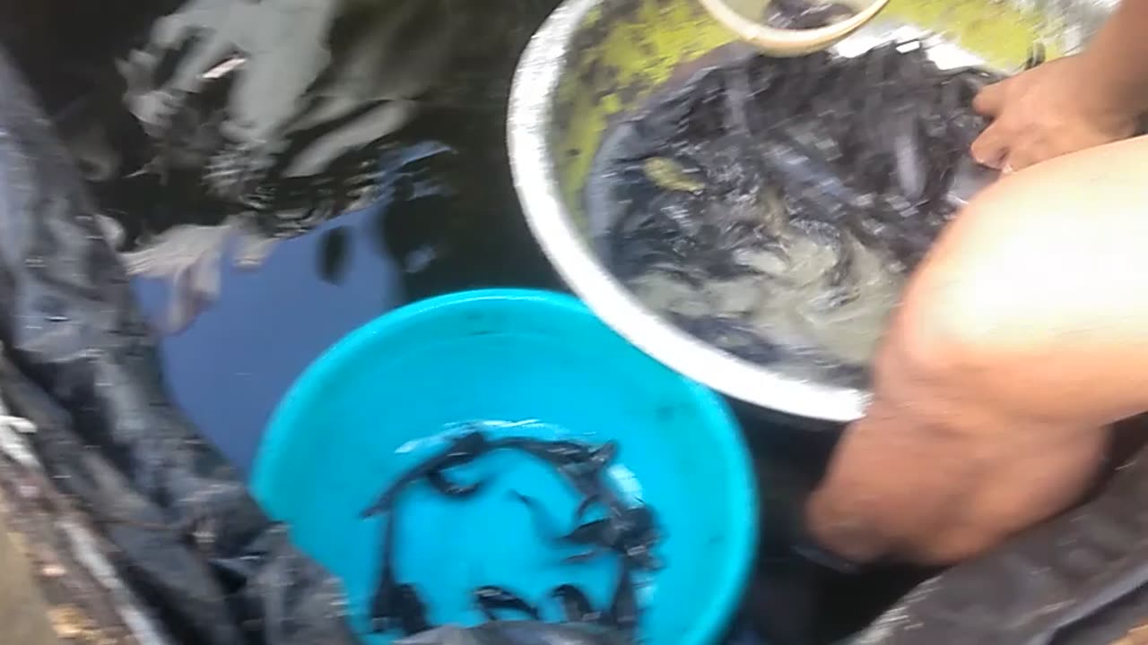 Catfish fingerlings