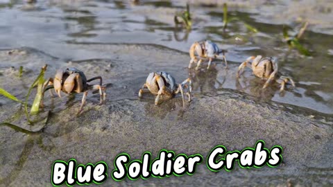 The Fascinating Blue Soldier Crab of the Philippines